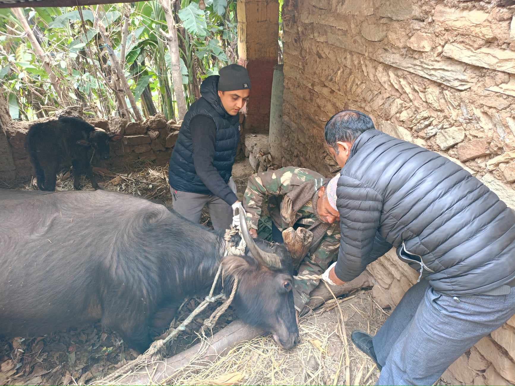 बेनि नगरपालिका- ६, खबरामा भैँसिमा शँकास्पद खोरेत रोगको अनुसन्धान तथा नमुना सँकलन
